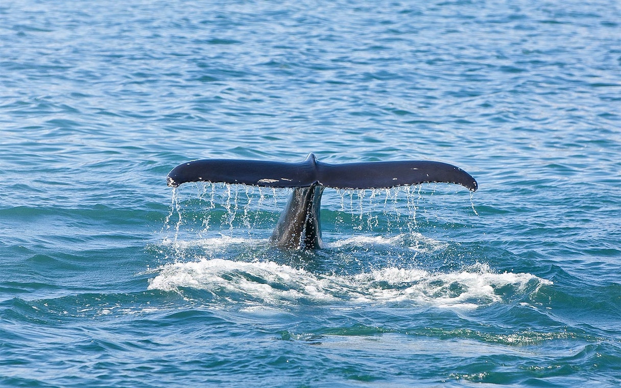 Whale tail fluke diving into ocean, Jervis Bay.