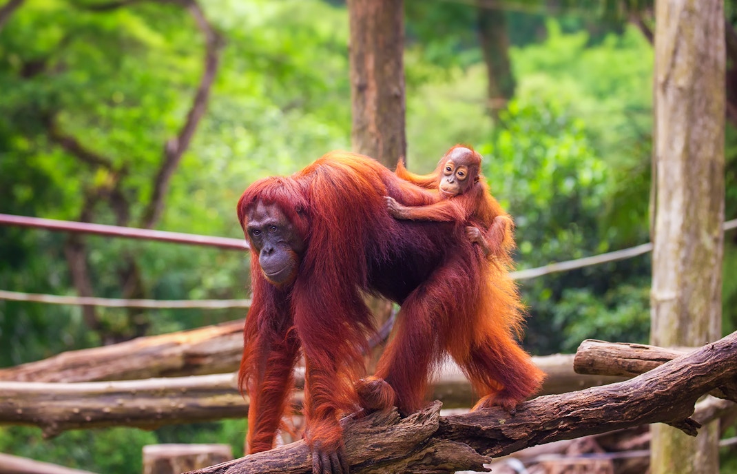 Orangutans at Singapore Zoo