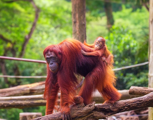 Breakfast experience with orangutans at Singapore Zoo, featuring lush greenery and interactive wildlife encounter.