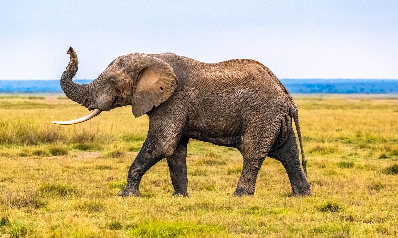 African Elephant, Dubai Safari Park