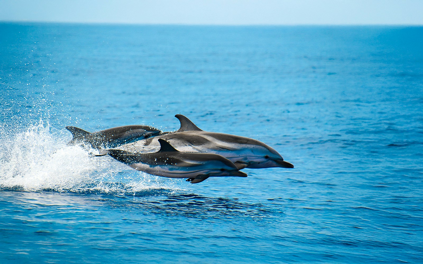 Dolphins leaping from the ocean water.