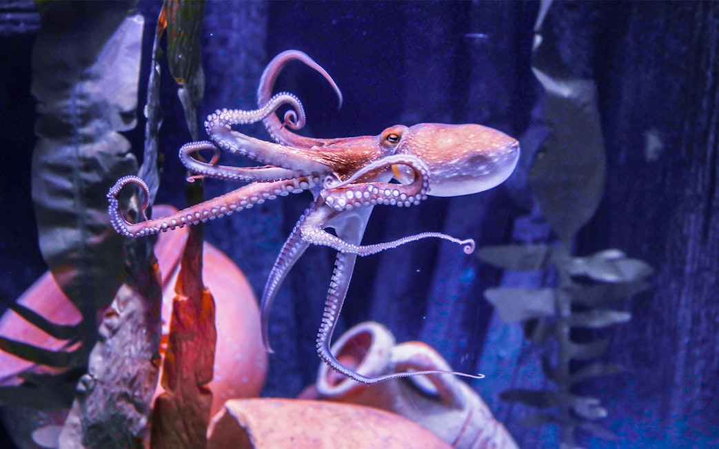 Octopus swimming in the Sea Life Hannover aquarium.