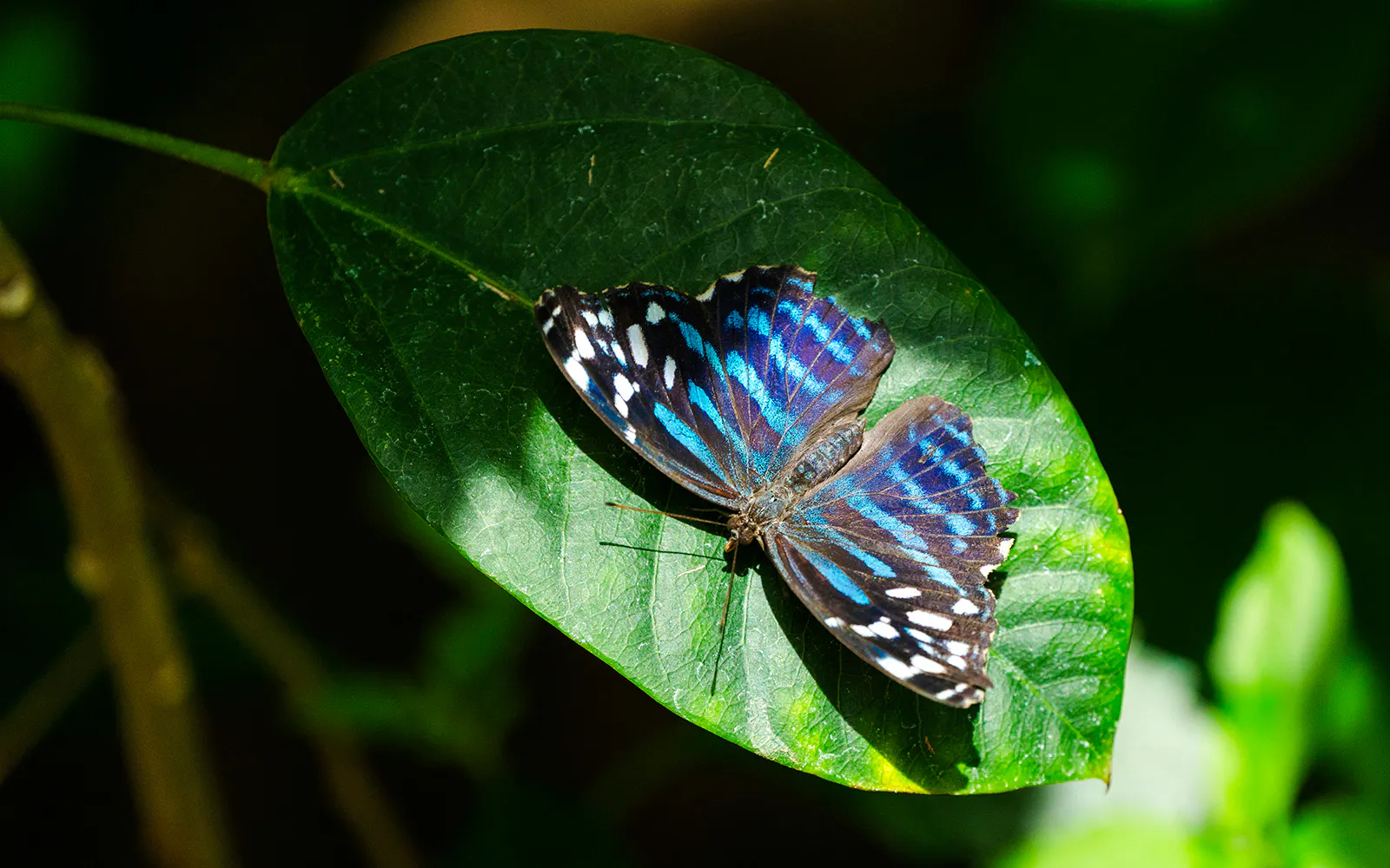 Butterfly on a leaf at Niagara Falls Butterfly Conservatory, Canada.