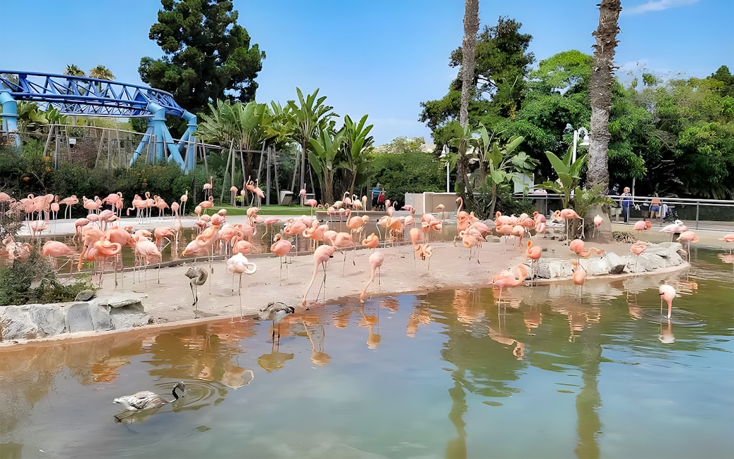 Flamingos and ducks by a pond at SeaWorld San Diego.