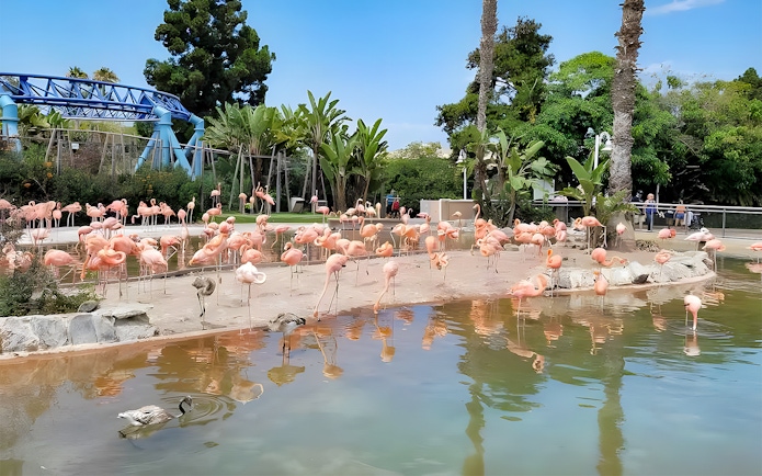 Flamingos and ducks by a pond at SeaWorld San Diego.