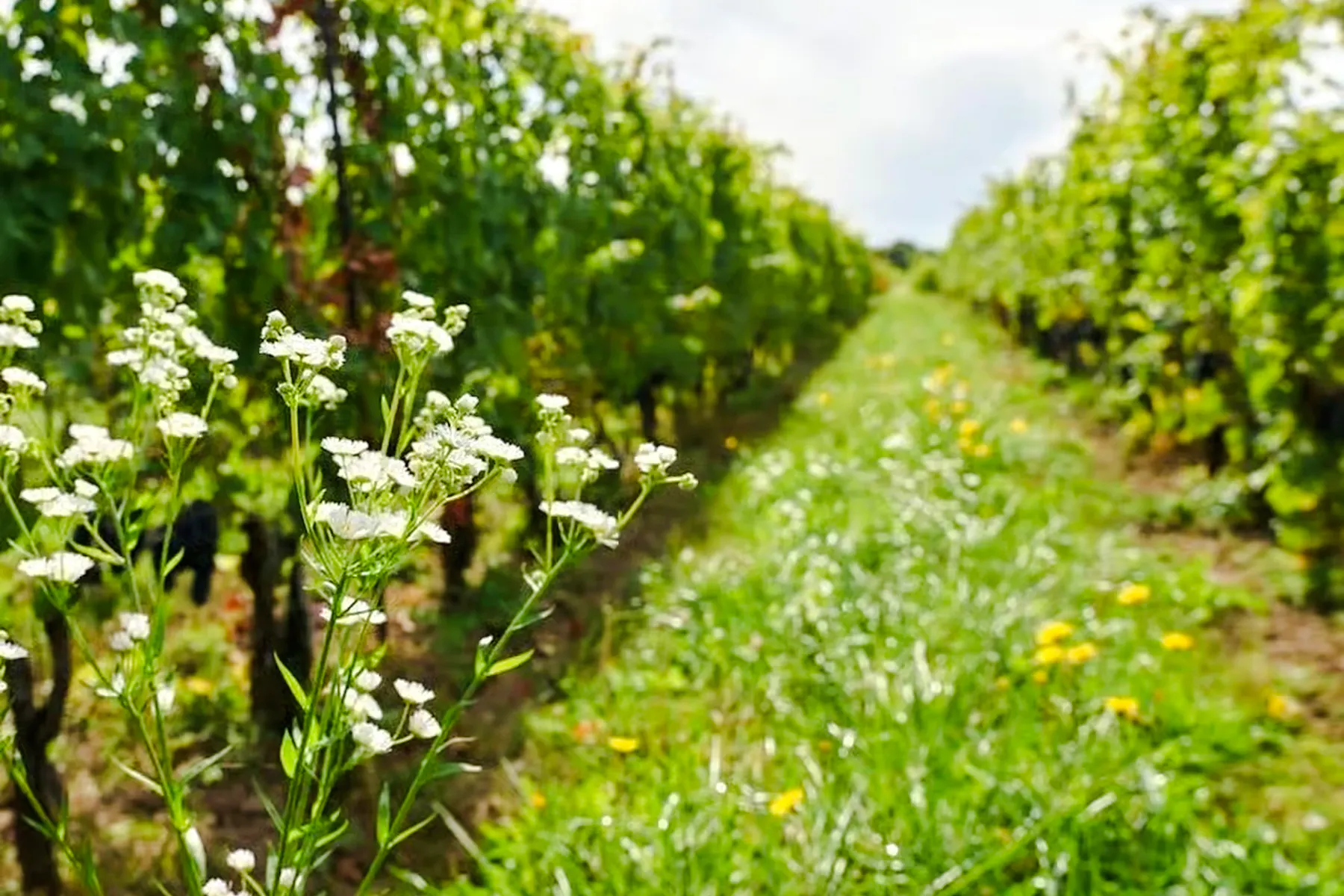à partir de toronto : excursion d'après-midi dans la région viticole de niagara avec dégustations de vin-9