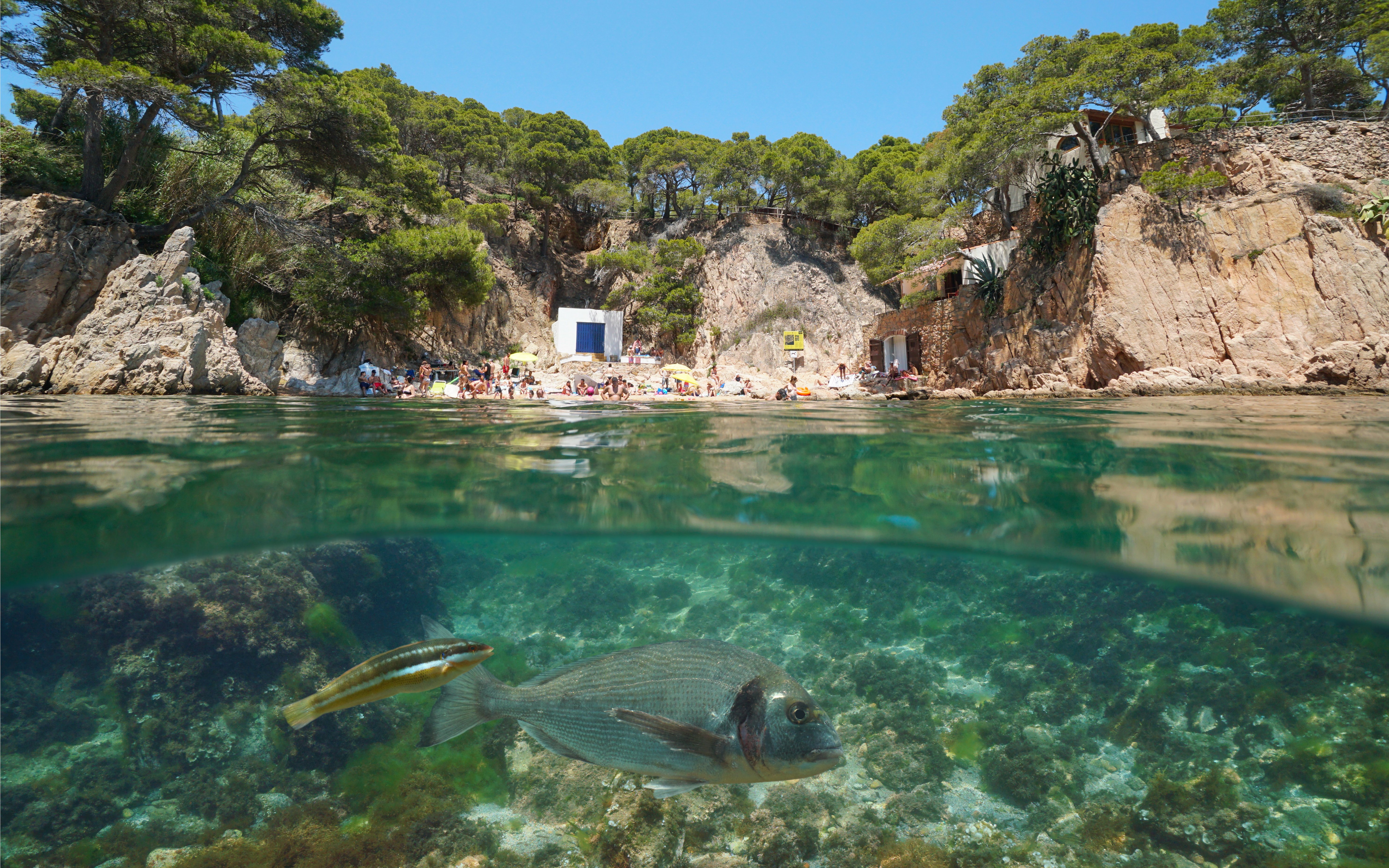 Underwater view of fish near Aigua Xelida beach, Palafrugell, Costa Brava, Catalonia.