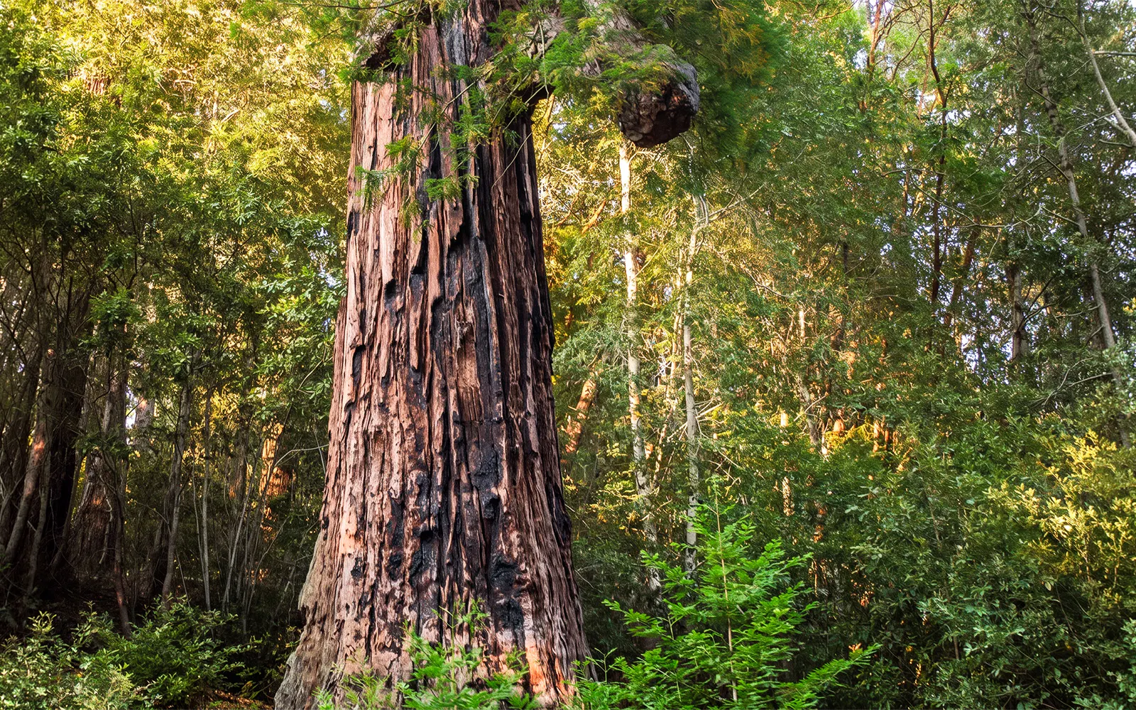 Wolf Tree in San Francisco forest during Willits' Historic Wolf Tree Turn tour.