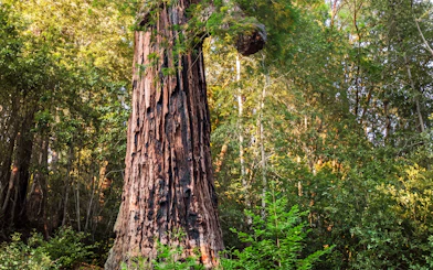 Wolf Tree in San Francisco forest during Willits' Historic Wolf Tree Turn tour.