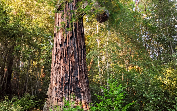 Wolf Tree in San Francisco forest during Willits' Historic Wolf Tree Turn tour.