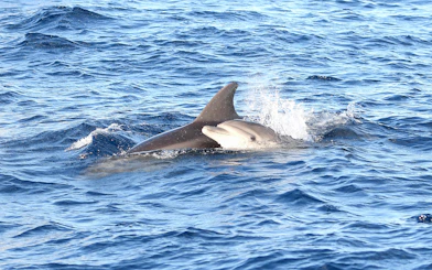 Dolphins swimming in the sea during a sunrise catamaran tour in Mallorca.