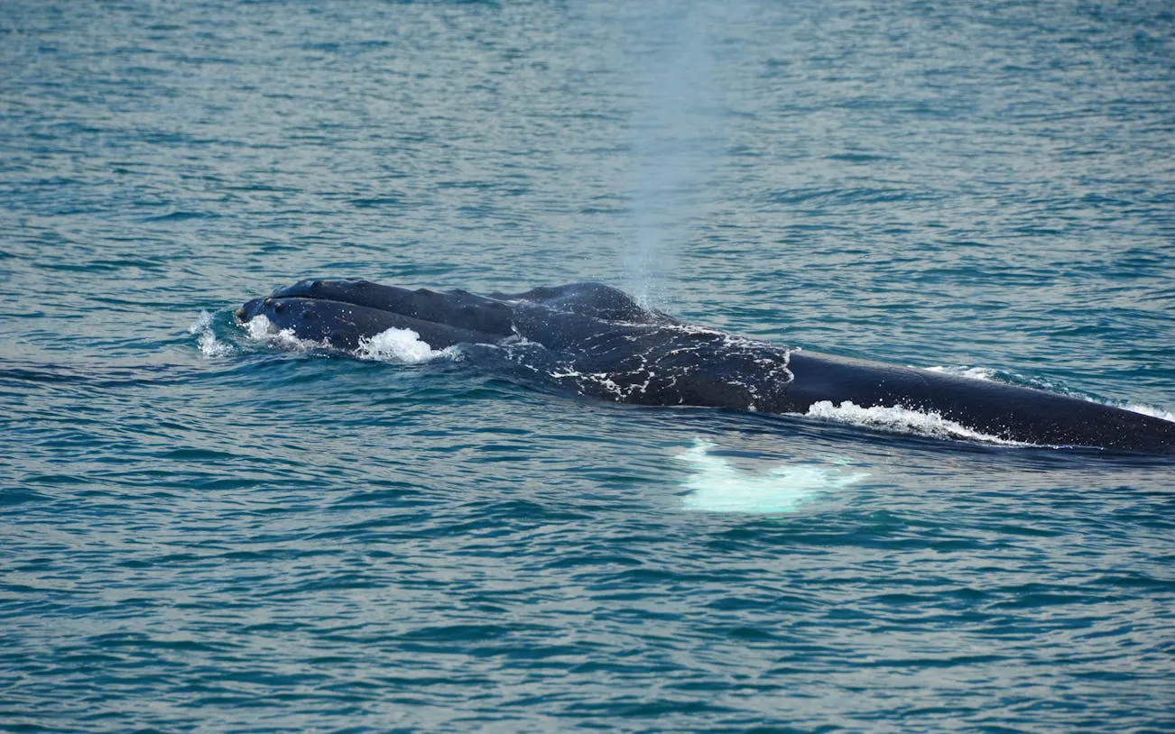 Whale surfacing near catamaran on Manuel Antonio cruise, Costa Rica.