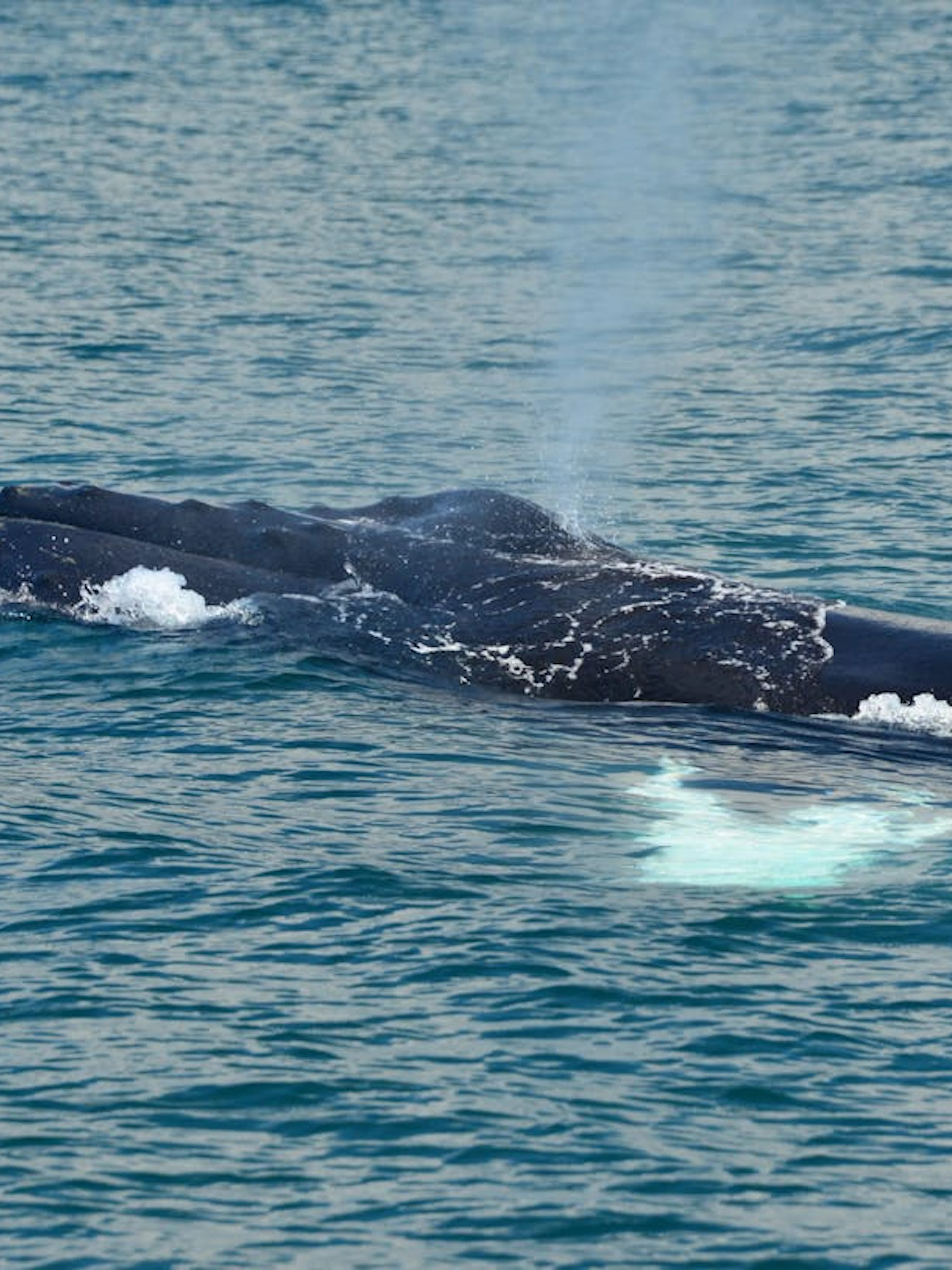 Whale surfacing near catamaran on Manuel Antonio cruise, Costa Rica.