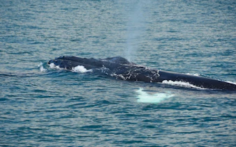 Whale surfacing near catamaran on Manuel Antonio cruise, Costa Rica.