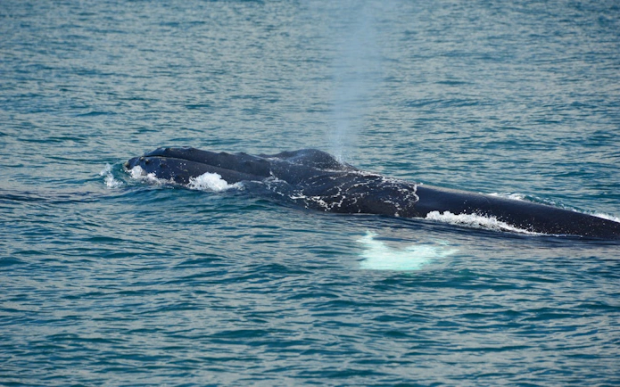 Whale surfacing near catamaran on Manuel Antonio cruise, Costa Rica.