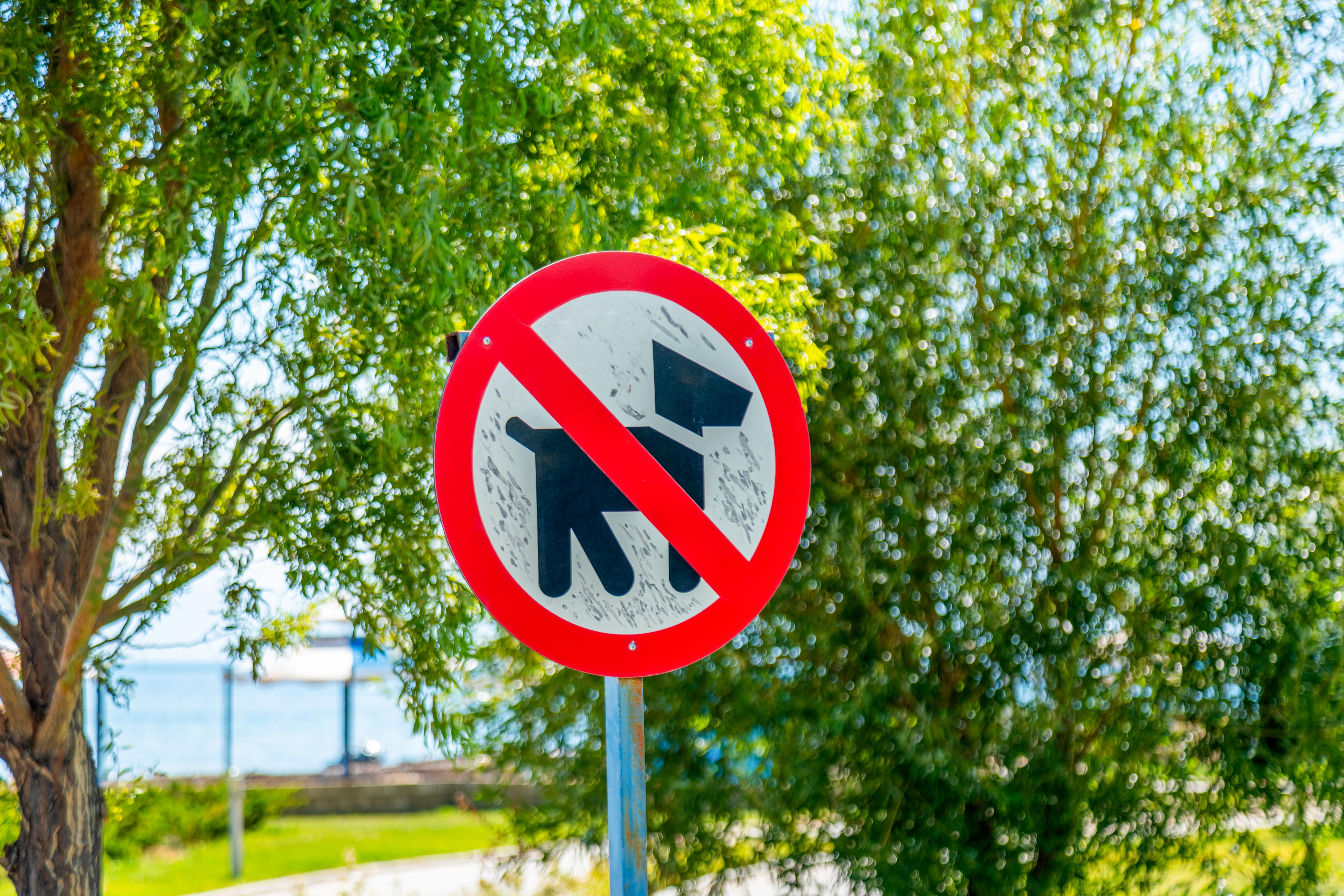 No dogs allowed sign in a park setting with trees in the background.