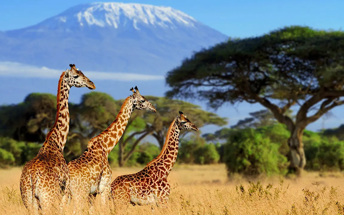 safari di lusso in kenya da nairobi ad amboseli, meru e masai mara con voli, lodge premium, colazioni nella savana e visita a un villaggio masai-1