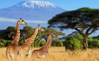 kenya luxury safari from nairobi to amboseli, meru & masai mara with flights, premium lodges, bush breakfasts & maasai village visit-1