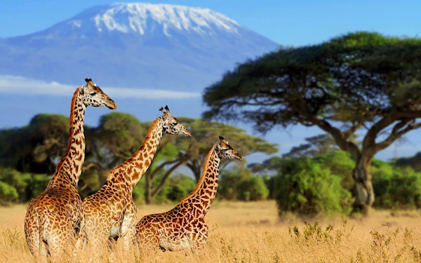 Kenya Luxury Safari from Nairobi to Amboseli, Meru & Masai Mara with Flights, Premium Lodges, Bush Breakfasts & Maasai Village Visit