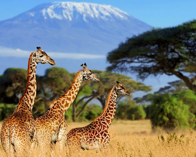 Kenya Luxury Safari from Nairobi to Amboseli, Meru & Masai Mara with Flights, Premium Lodges, Bush Breakfasts & Maasai Village Visit
