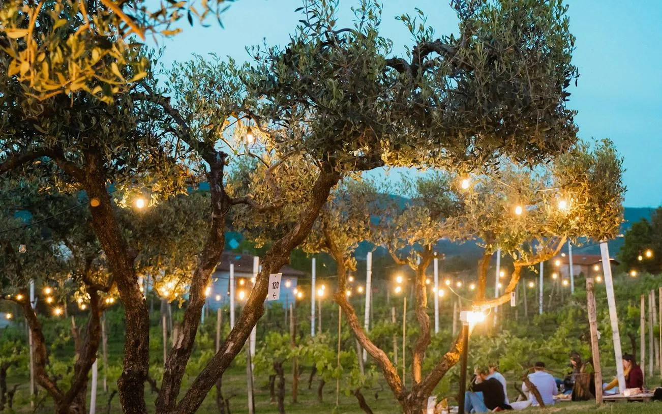 Tuscan vineyard with string lights and people enjoying a picnic, Montecatini tour.