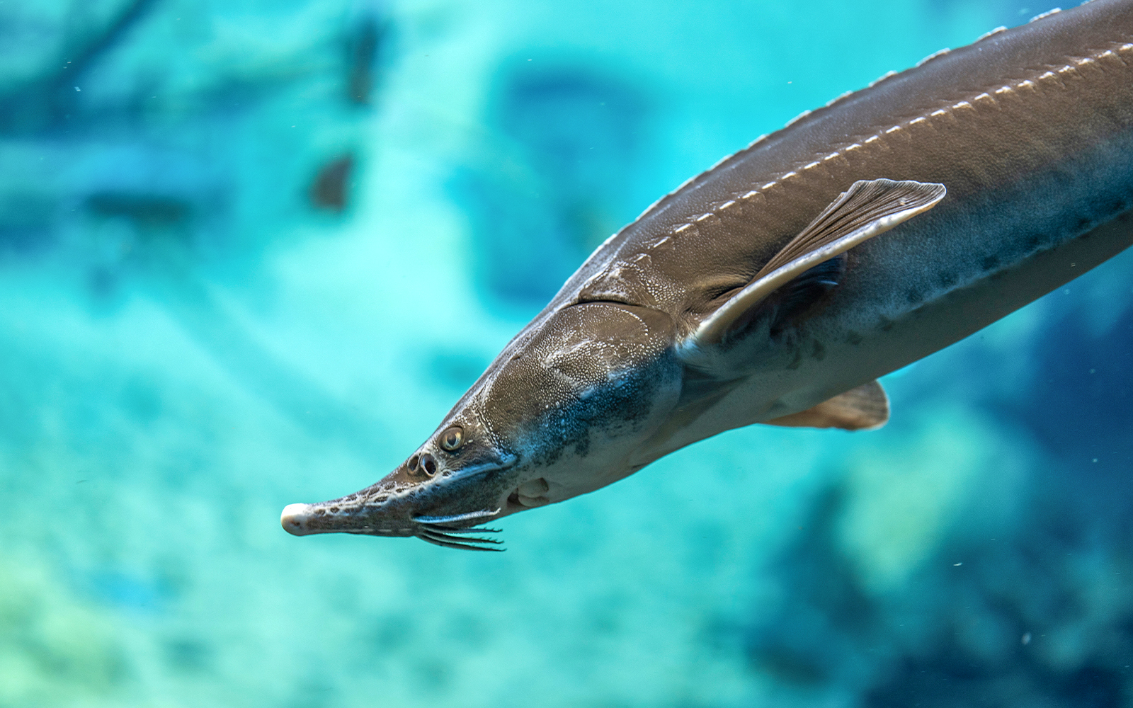 Adriatic Sturgeon