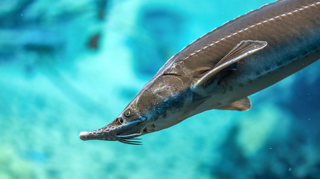 Adriatic Sturgeon