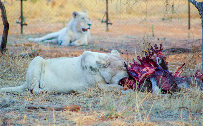 Lion feeding on prey during Johannesburg safari.
