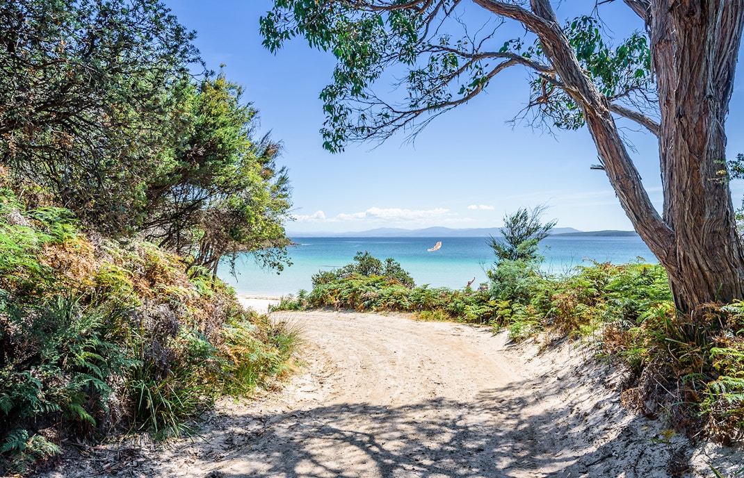 Jungle forest on warm sunny clear sky day camping ground, Jetty Beach Bruny Island, Tasmania