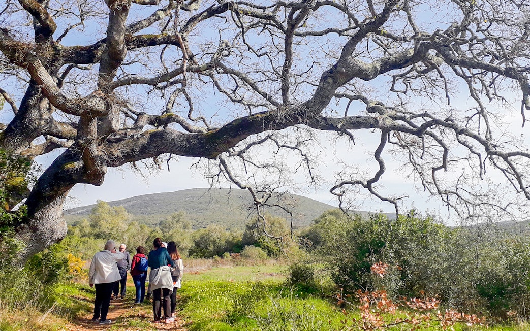 Group hiking under large tree at Arrábida Natural Park.