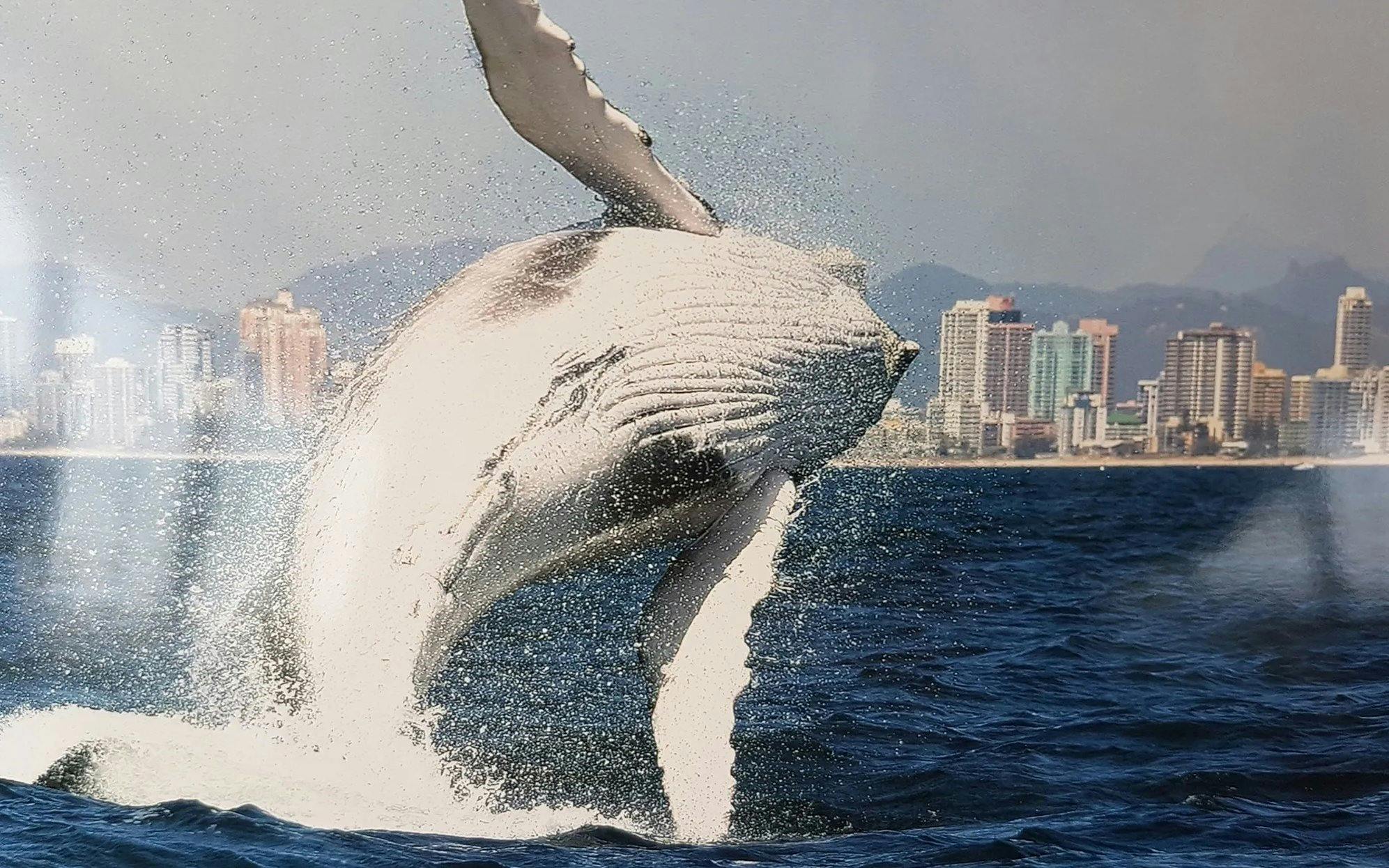 Whale breaching near Gold Coast skyline during luxury yacht tour.