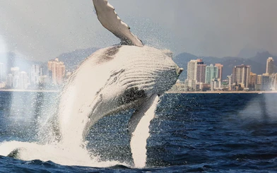 Whale breaching near Gold Coast skyline during luxury yacht tour.