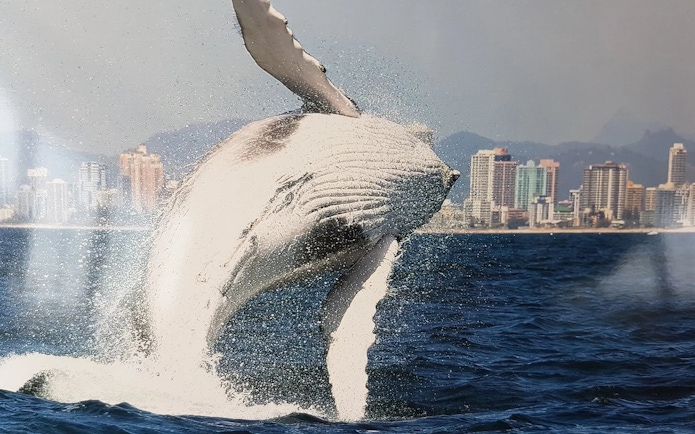 Whale breaching near Gold Coast skyline during luxury yacht tour.