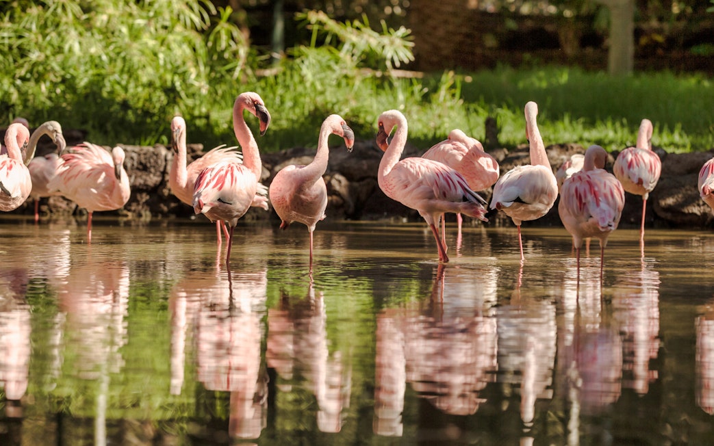 Flamingos wading in a pond at Oasis Wildlife Fuerteventura.
