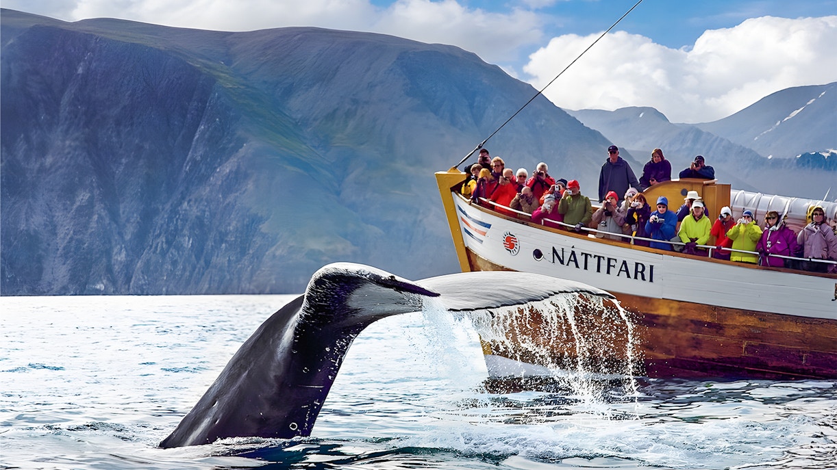 Guests on a boat watching a humpback whale's tail in Husavik, Iceland.