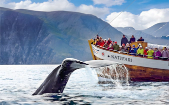 Guests on a boat watching a humpback whale's tail in Husavik, Iceland.