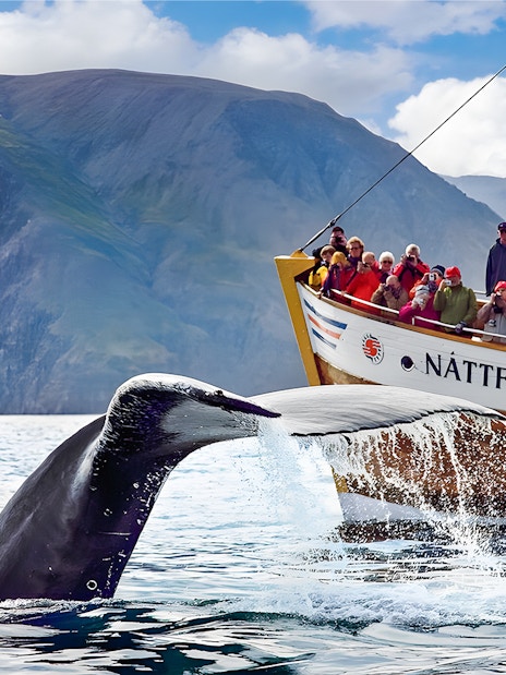 Guests on a boat watching a humpback whale's tail in Husavik, Iceland.