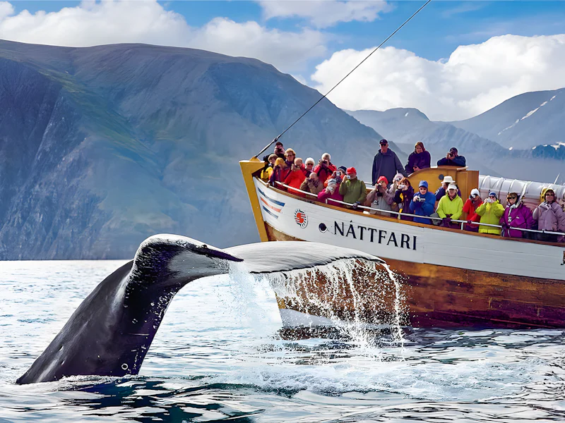 Husavik Whale Watching Tour With A Guide - Reykjavík