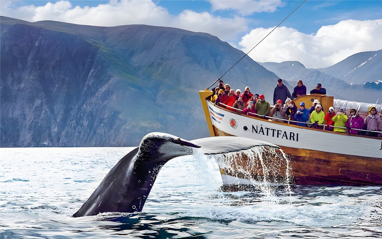Guests on a boat watching a humpback whale's tail in Husavik, Iceland.