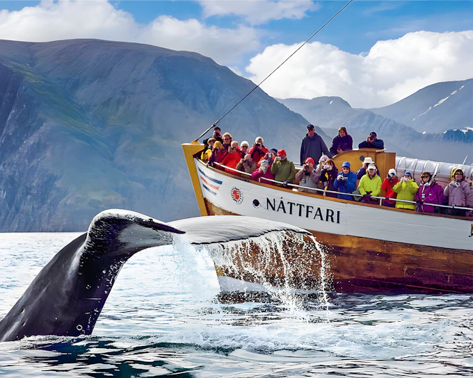 Husavik: Whale Watching Tour with a Guide