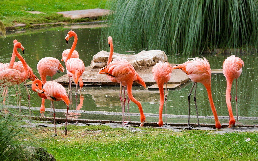 Flamingos by a pond at the Madrid Zoo aviary.