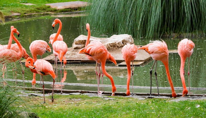 Colorful birds in flight at Madrid Zoo aviary.