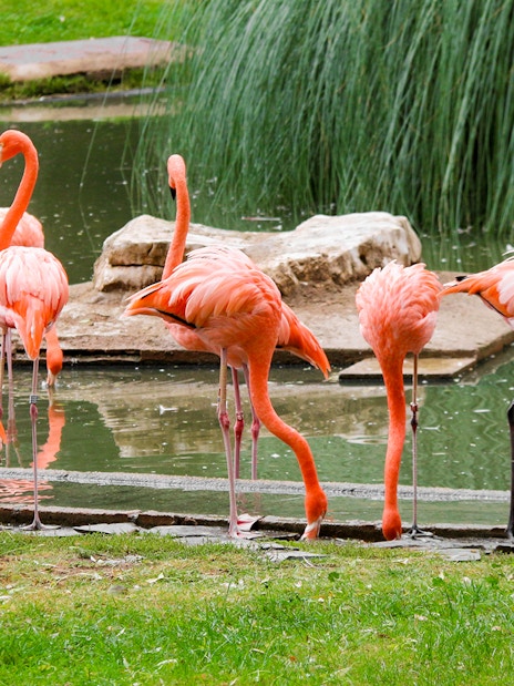 Flamingos by a pond at the Madrid Zoo aviary.