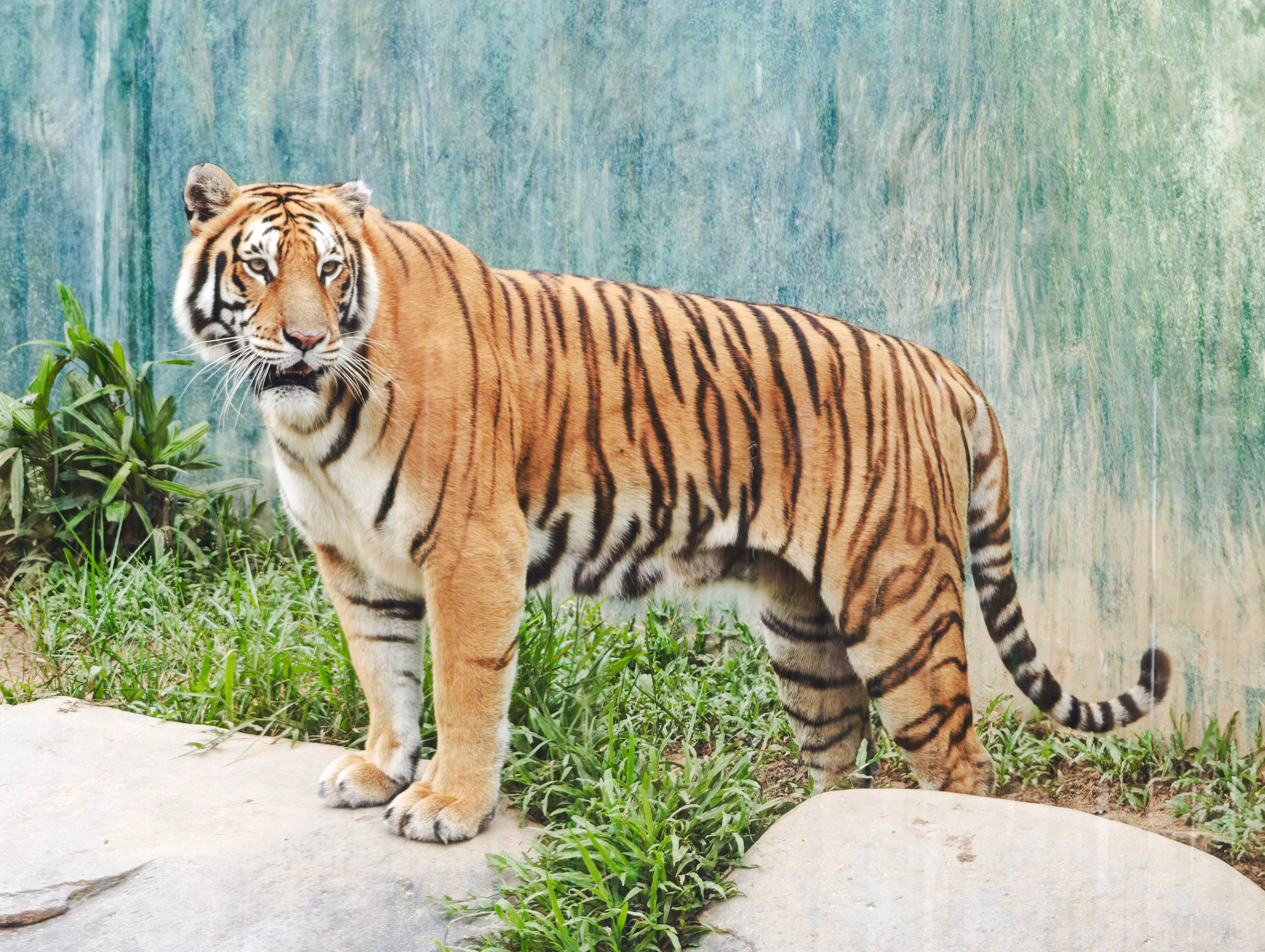 Tiger at Angkor Wildlife and Aquarium, Siem Reap.