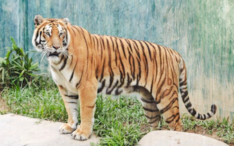 Tiger at Angkor Wildlife and Aquarium, Siem Reap.