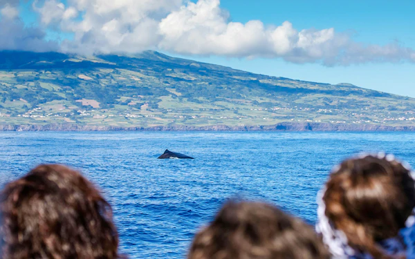 Whale & Dolphin Watching in Pico Island | Azores