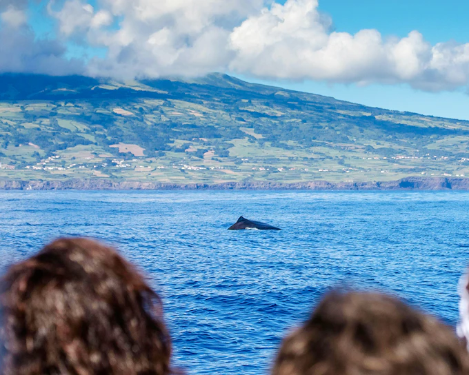Whale & Dolphin Watching in Pico Island | Azores
