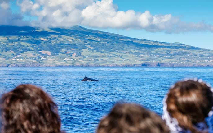 avistamiento de ballenas y delfines en la isla de pico | azores-1