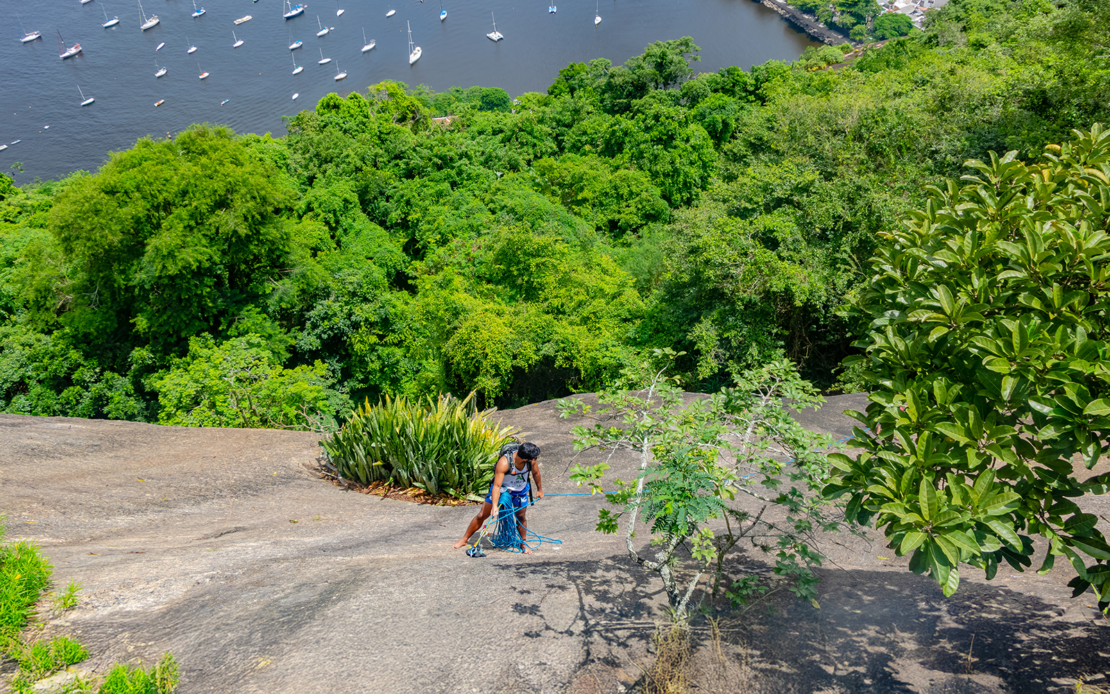 Climber ascending Sugarloaf Mountain with lush greenery and bay view, Rio de Janeiro, Brazil.