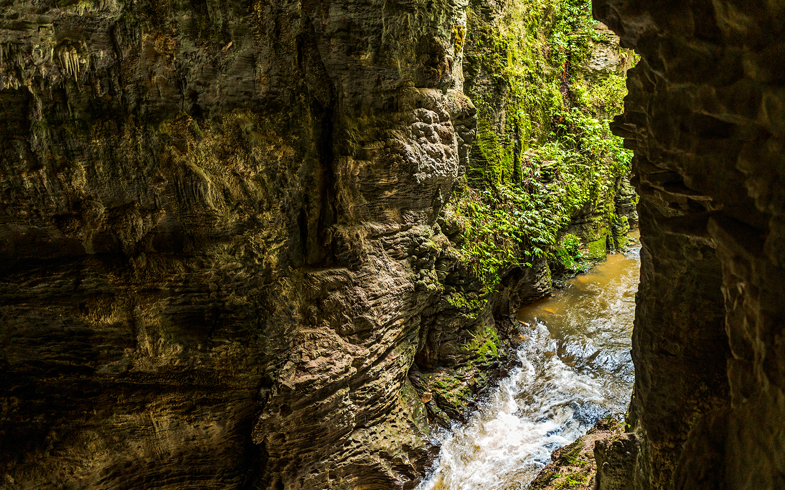 Cave tunnel with flowing water and lush greenery, Ruakuri Bush and Scenic Reserve, Waitomo, New Zealand.